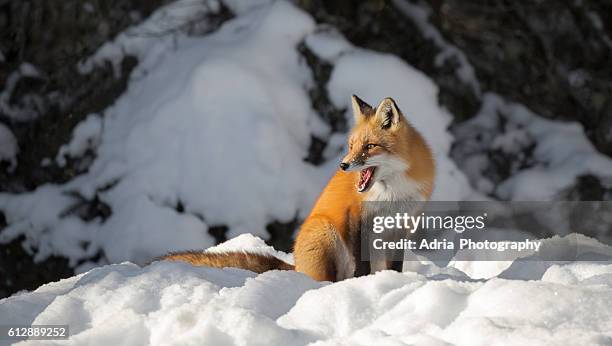 red fox mouth open profile - face and profile and mouth open stock-fotos und bilder