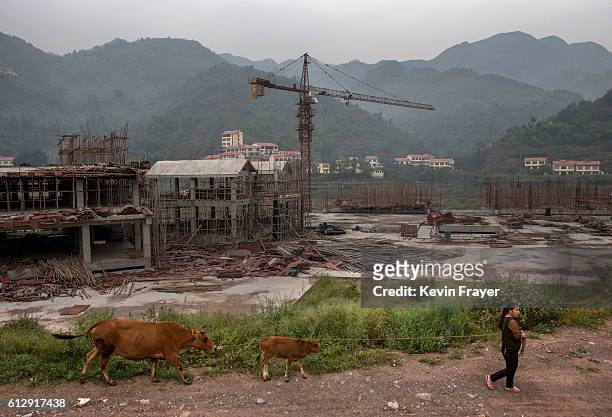 Chinese farmer walks her cows passed a new distillery under construction on the Chishui River on September 23, 2016 near Maotai,Guizhou province,...
