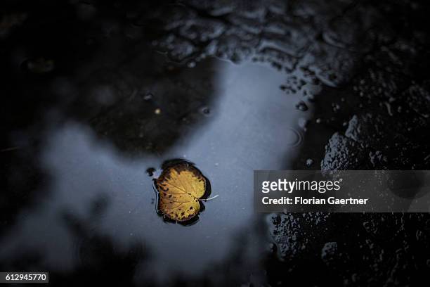 Fallen leave swims on a puddle on October 06, 2016 in Berlin, Germany.