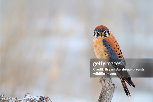 Small Utah Raptors 2,661 Utah Raptor Stock Photos, High-Res Pictures, and Images - Getty ...