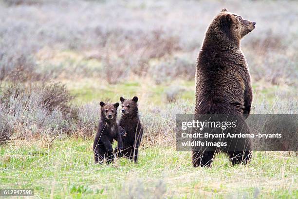 standing tall - sow bear stock pictures, royalty-free photos & images