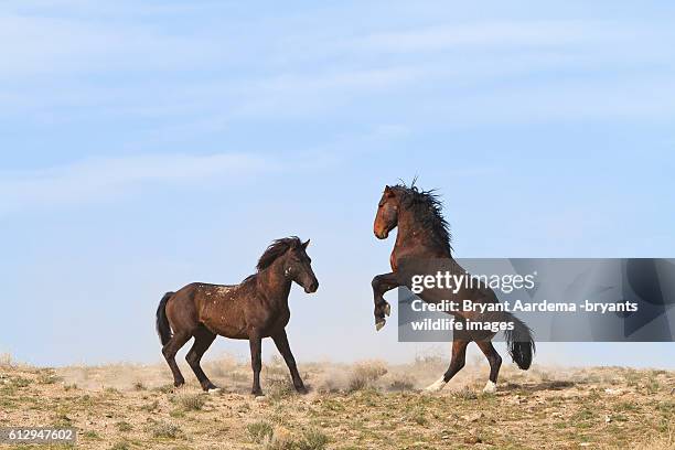 stallions - 野生馬 ストックフォトと画像