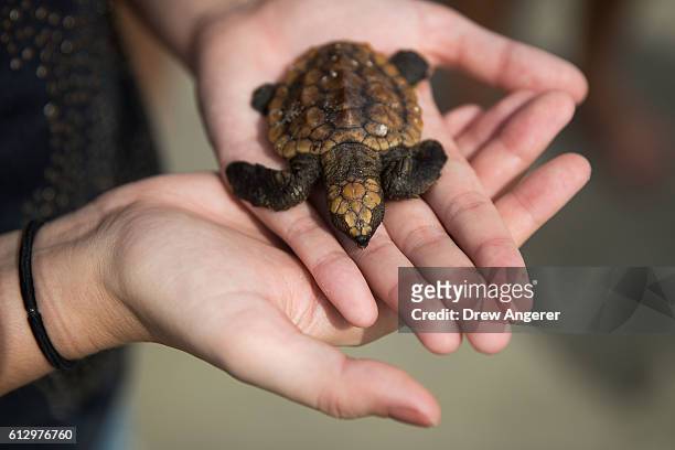 Haley Moore holds an injured baby sea turtle, October 6, 2016 in Daytona Beach, Florida. With Hurricane Matthew approaching the Atlantic coast of the...