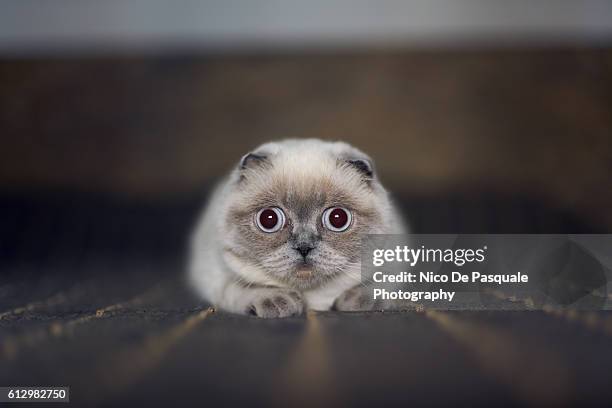 scottish fold cat - schotse-vouwoorkat stockfoto's en -beelden