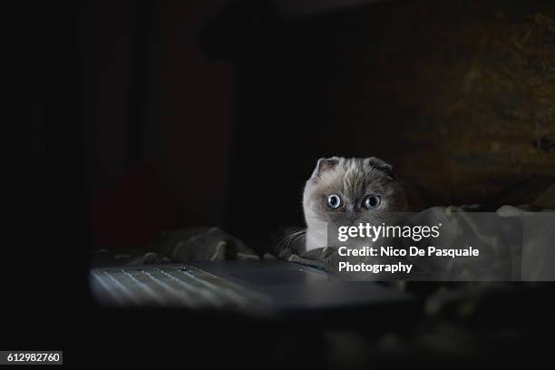 scottish fold cat - fancy cat stock pictures, royalty-free photos & images