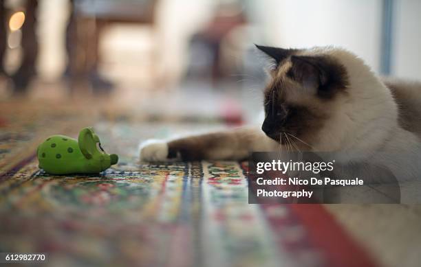 young birman kitten playing - crouching cat stock-fotos und bilder