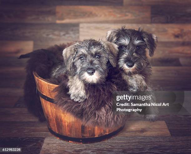 puppies - schnauzer stock pictures, royalty-free photos & images