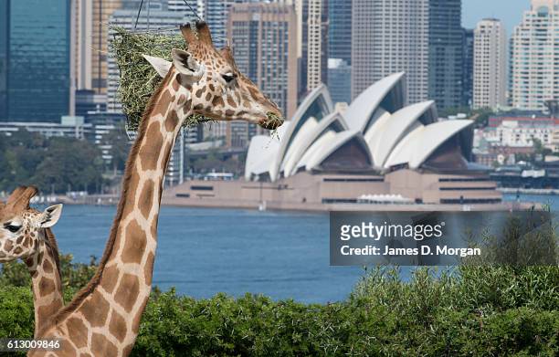 Giraffes pose for photos with the backdrop of the Sydney Opera House during birthday celebrations at Taronga Zoo on October 7, 2016 in Sydney,...
