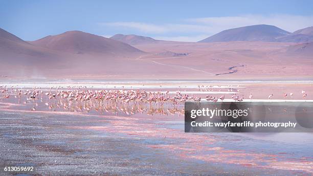 large group of pink flamingos in the red lake, bolivia - uyuni stock-fotos und bilder