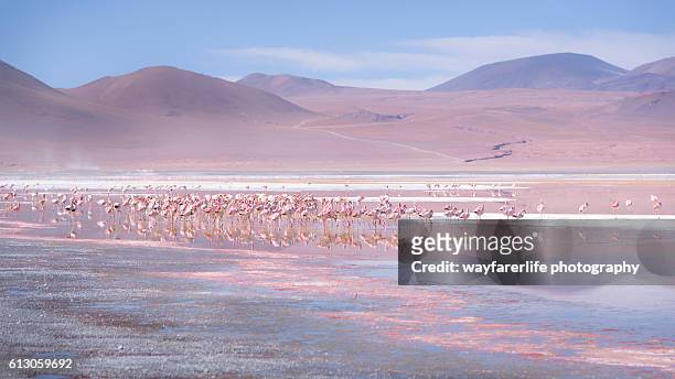 large group of pink flamingos in the red lake, bolivia - flamingos ストックフォトと画像