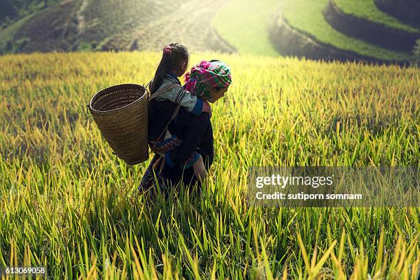 mother and daughter on cornfield - minoría miao fotografías e imágenes de stock