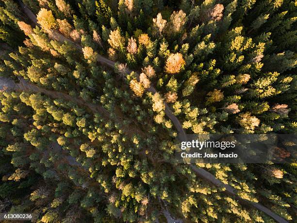 aerial view of central park (keskuspuisto), helsinki, finland - above central park stock-fotos und bilder