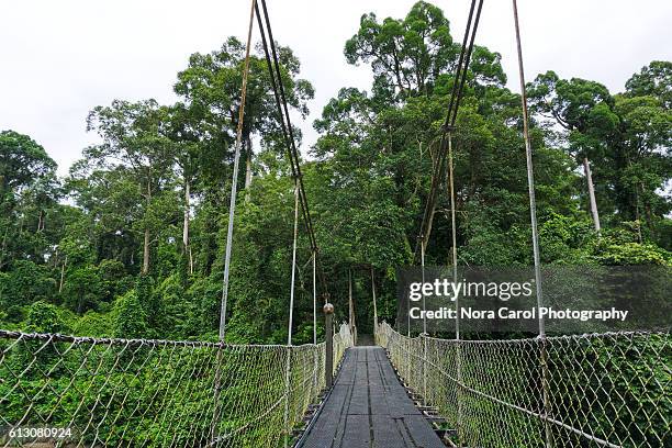 canopy walkway in danum valley rain forest, sabah borneo. - dipterocarp tree stock pictures, royalty-free photos & images