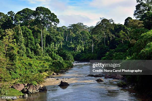 segama river and primary rain forest in danum valley - dipterocarp tree stock pictures, royalty-free photos & images