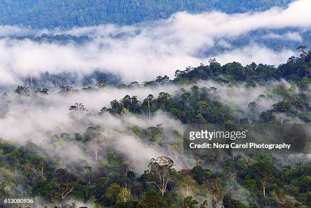 fogs and mist over danum valley rain forest, sabah borneo, malaysia. - danum valley photos et images de collection