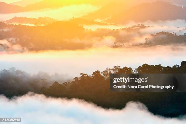 mist and fog during sunrise over danum valley rain forest. - dipterocarp tree fotografías e imágenes de stock