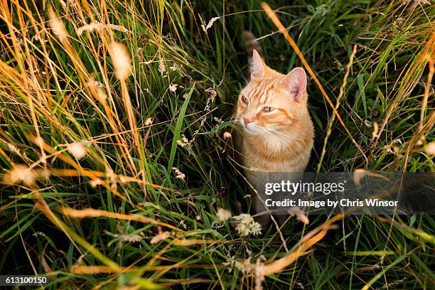 ginger cat in grass - camouflaged cat ストックフォトと画像