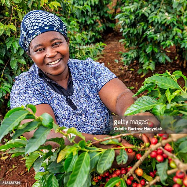 young african woman collecting coffee cherries, kenya, east africa - kenya coffee stock pictures, royalty-free photos & images
