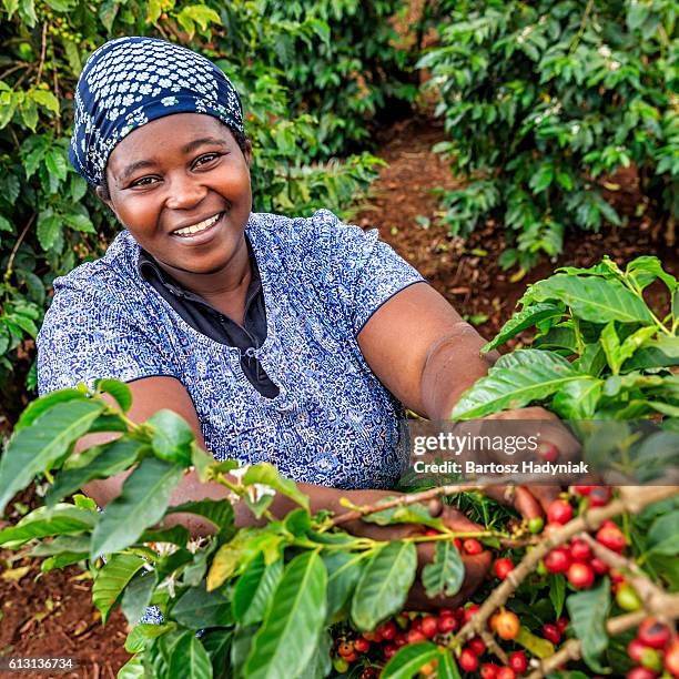 young african woman collecting coffee cherries, kenya, east africa - kenyansk kultur bildbanksfoton och bilder