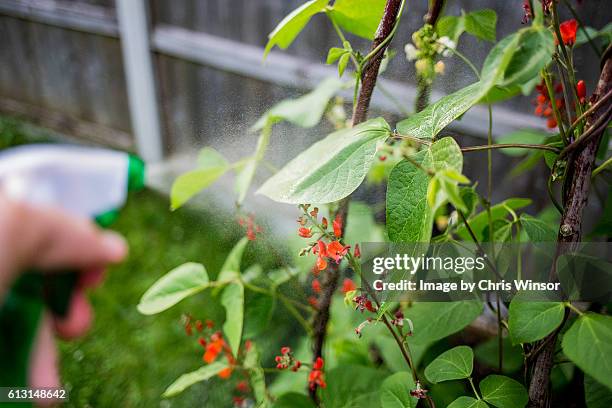 spraying runner beans - spray nozzle stock pictures, royalty-free photos & images