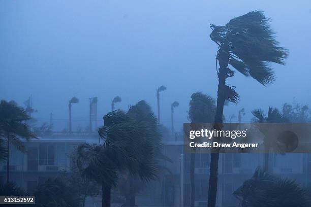 Palm trees blow in the rain and wind from Hurricane Matthew, October 7, 2016 in Ormond Beach, Florida. Overnight, Hurricane Matthew was downgraded to...