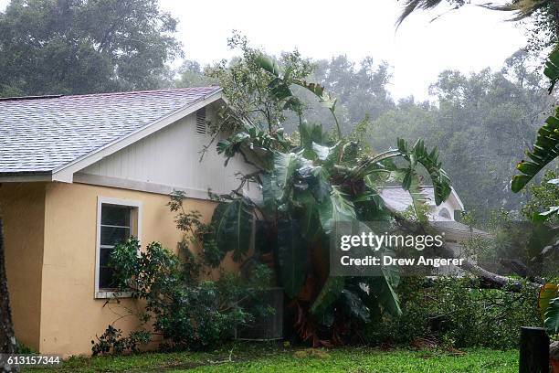 Downed tree from high winds rests against the side of a home in residential community after Hurricane Matthew passes through on October 7, 2016 in...