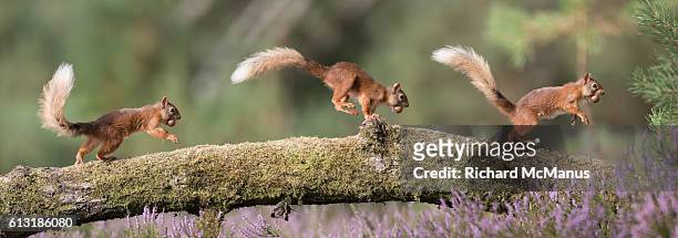 541 Squirrel Running Photos and Premium High Res Pictures - Getty Images
