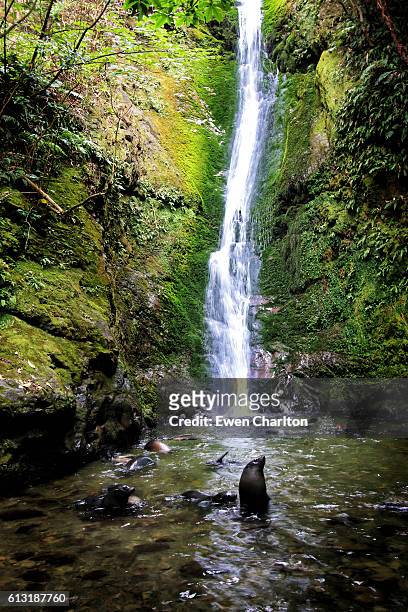 ohau waterfall - marlborough new zealand photos et images de collection