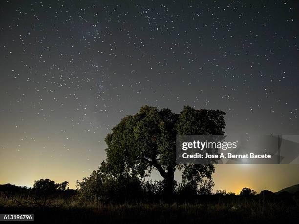 silhouette of a lone holm oak tree in the mountains, a night of blue sky with full moon and stars - fertile crescent stock pictures, royalty-free photos & images