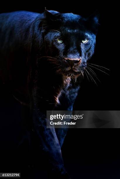 black panther - dark panthera stockfoto's en -beelden