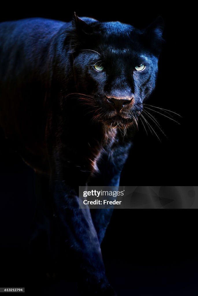 Black panther