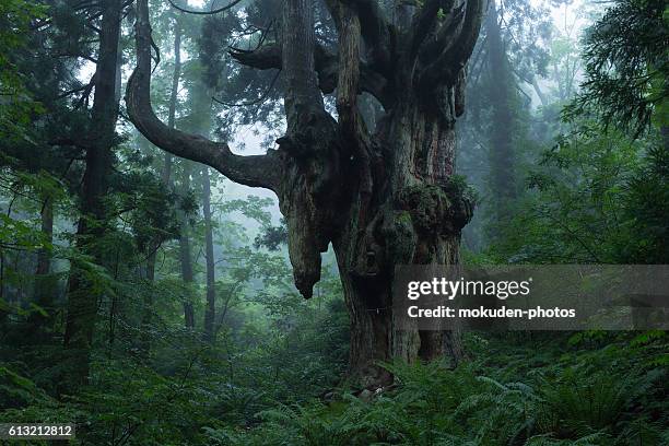 beautiful oki-island - 絶景 stock pictures, royalty-free photos & images