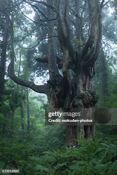 beautiful oki-island - 絶景 stockfoto's en -beelden