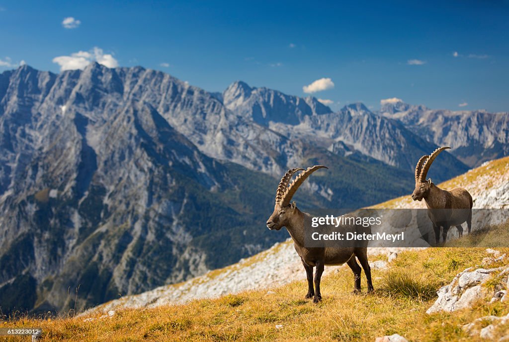 Dos cabras montesas alpinas frente al Monte Watzmann, Alpes