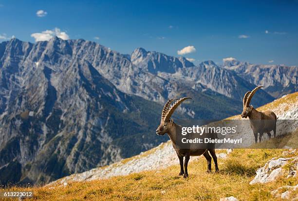 two alpine ibex in front of mount watzmann , alps - alpine ibex stockfoto's en -beelden