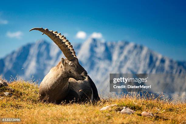 alpine ibex in front of mount watzmann -  nationalpark berchtesgaden - alpine ibex stock pictures, royalty-free photos & images