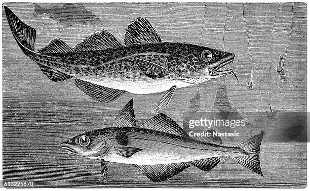 atlantic cod (gadus morhua) and haddock (melanogrammus aeglefinus) - aquaculture stock illustrations