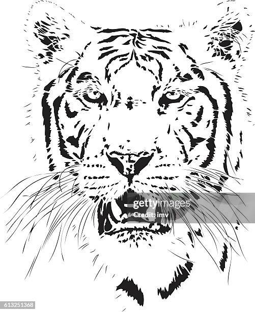 tiger illustration - animal markings stock illustrations