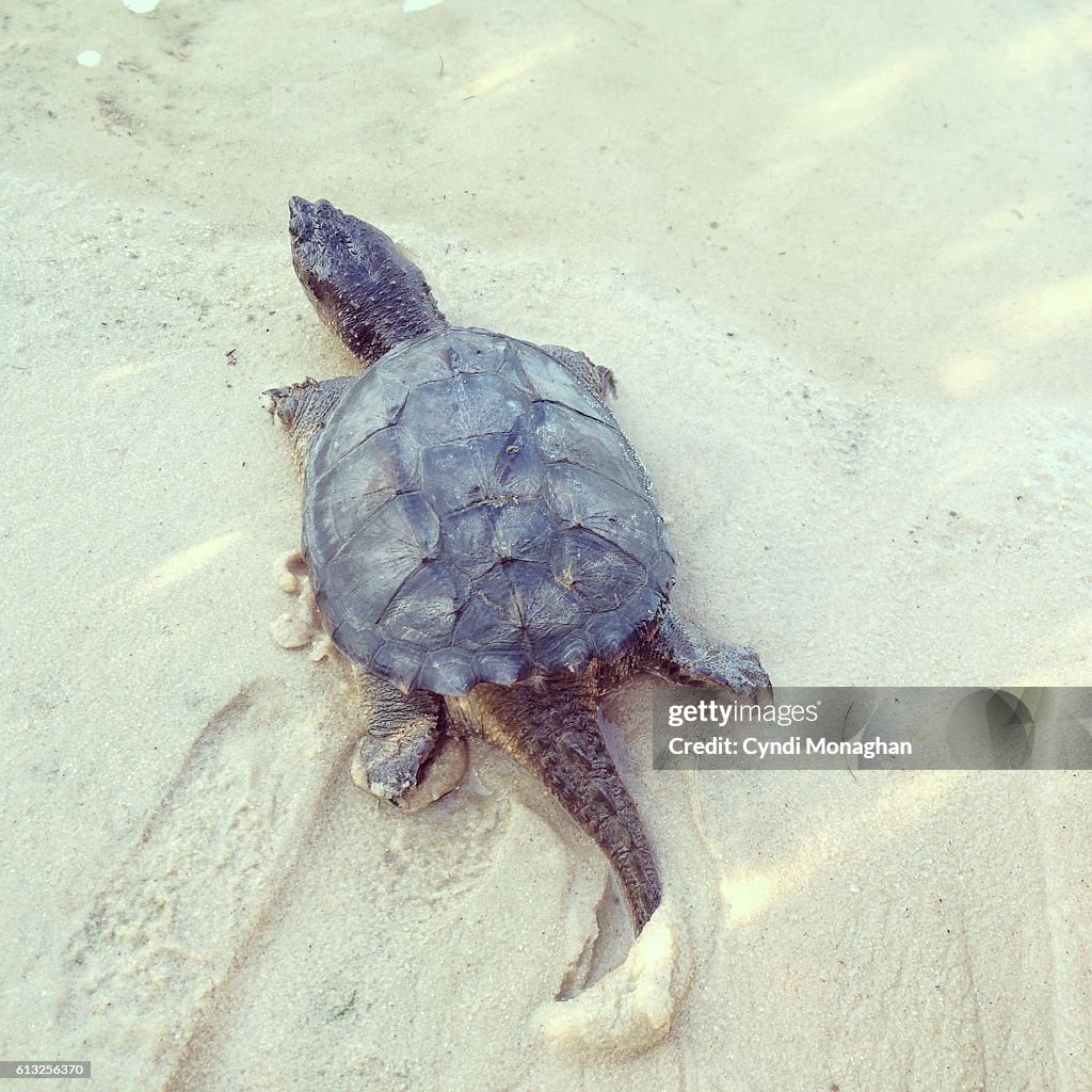 Snapping Turtle