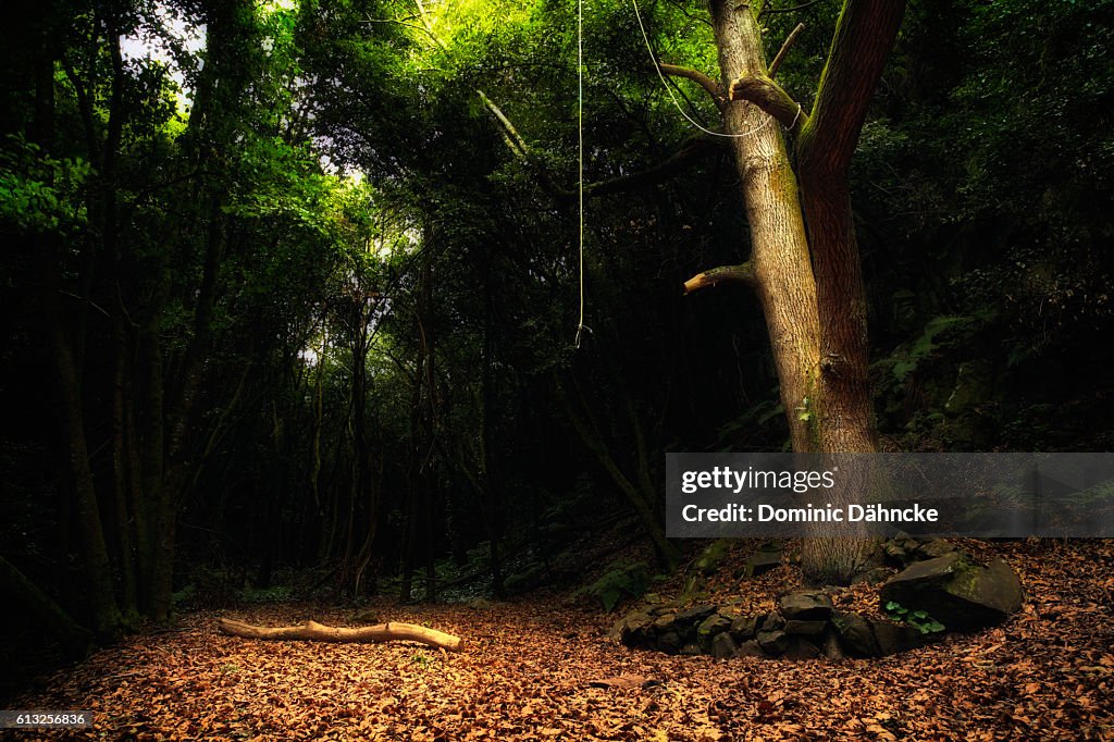 Tree Eating Rope Giant Tree With Rope High-Res Stock Photo - Getty Images