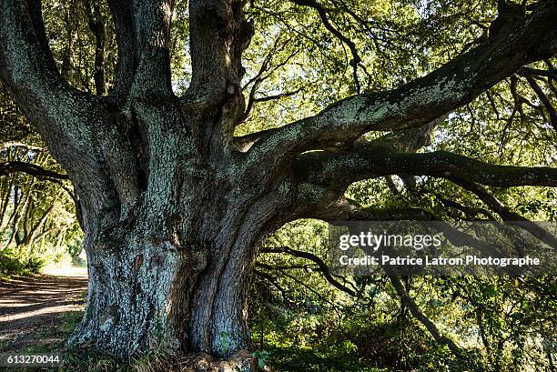 old green oak in a park. - centenario fotografías e imágenes de stock