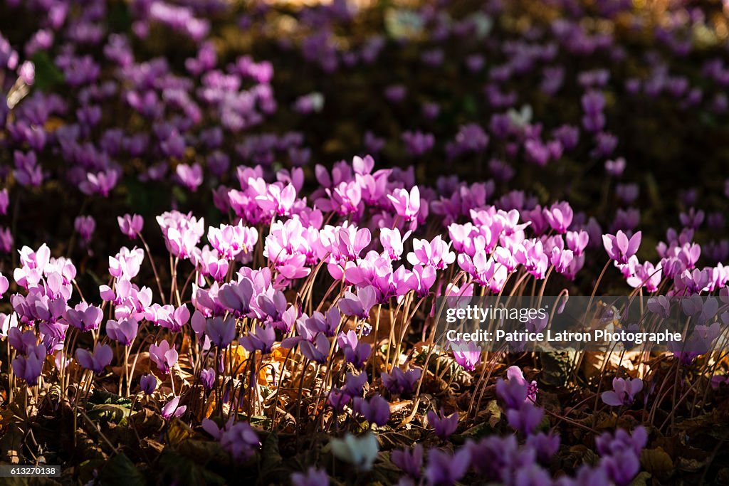 Pink flowering cyclamen in a undergrowth.