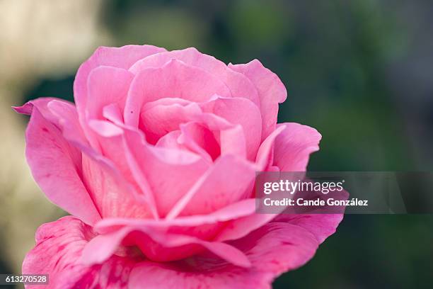 roses in the garden. rosas en el jardín. - jardín stockfoto's en -beelden