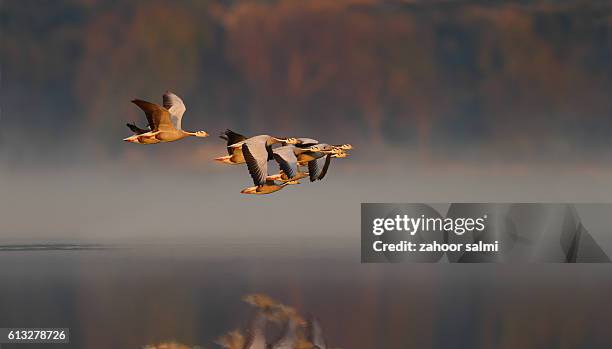 bar headed goose - anser indicus stock pictures, royalty-free photos & images