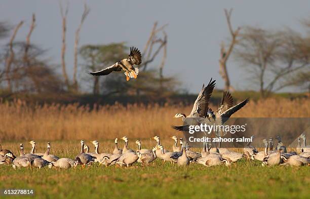 bar headed goose - anser indicus stock pictures, royalty-free photos & images