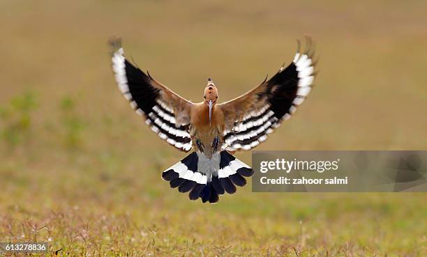 hoopoe - hoopoe stock pictures, royalty-free photos & images