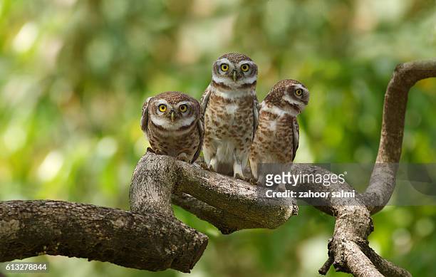 spotted owl - spotted owl stock pictures, royalty-free photos & images