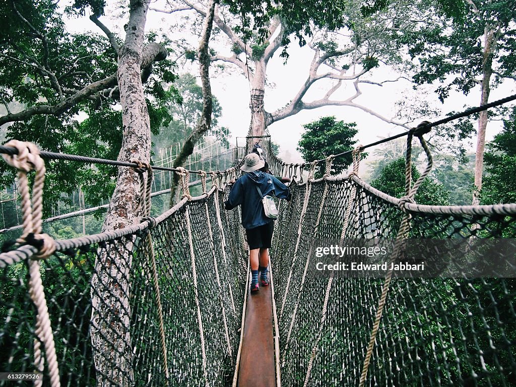 Rainforest Rooftops
