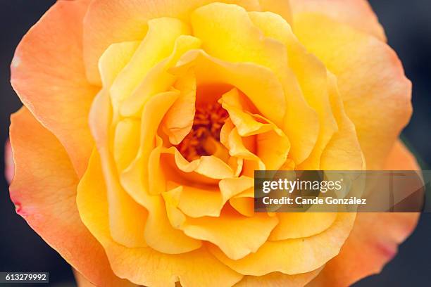 roses in the garden. rosa en el jardín - jardín stockfoto's en -beelden