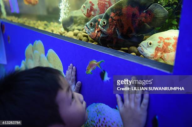 Boy looks into a tank full of Oscar cichlids at a tropical and ornamental fish exhibition in Bangkok on October 8, 2016. / AFP / LILLIAN SUWANRUMPHA